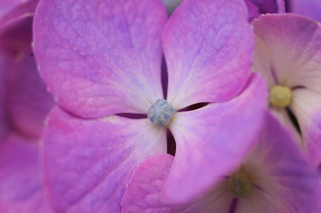 flower_0043_l