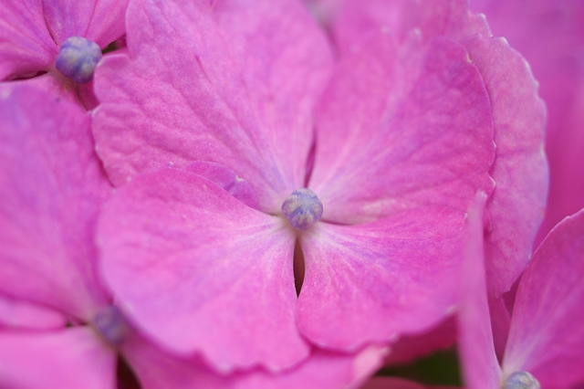 flower_0044_l