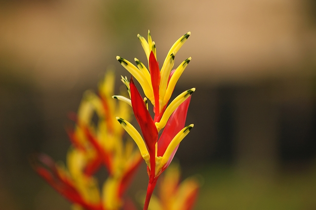 flower_0054_l