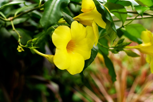 flower_0064_l