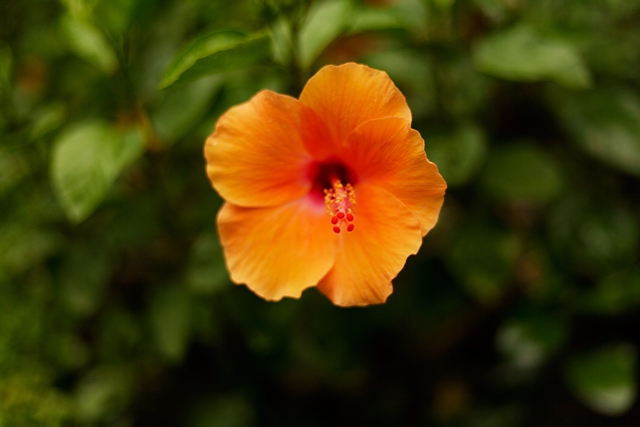 flower_0073_l