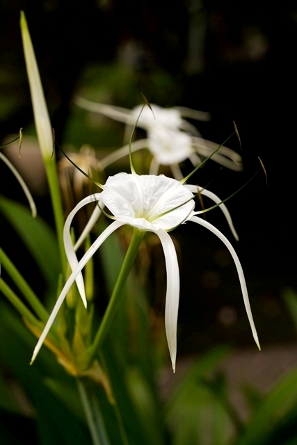 flower_0081_l