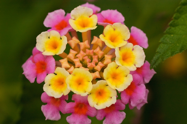 flower_0083_l