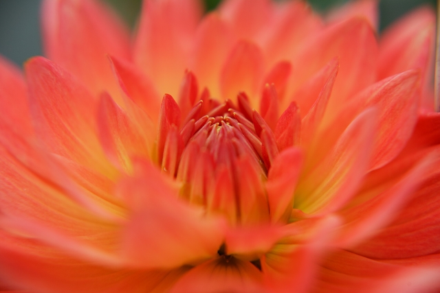 flower_0085_l