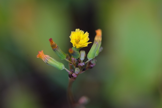 flower_0101_l