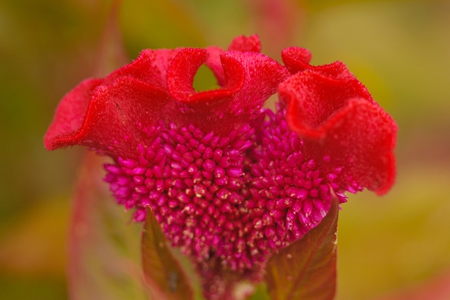 flower_0115_l