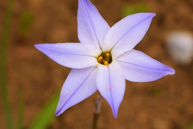 flower_0131_l