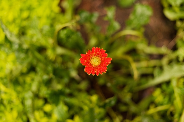 flower_0144_l