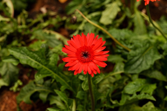 flower_0145_l