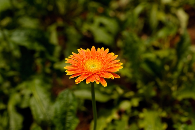 flower_0147_l