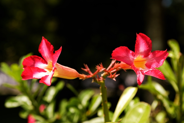 flower_0156_l