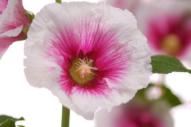 flower_0166_l