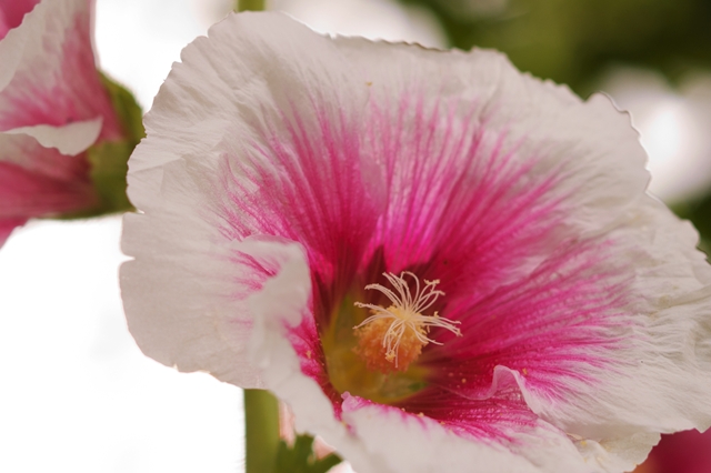 flower_0167_l