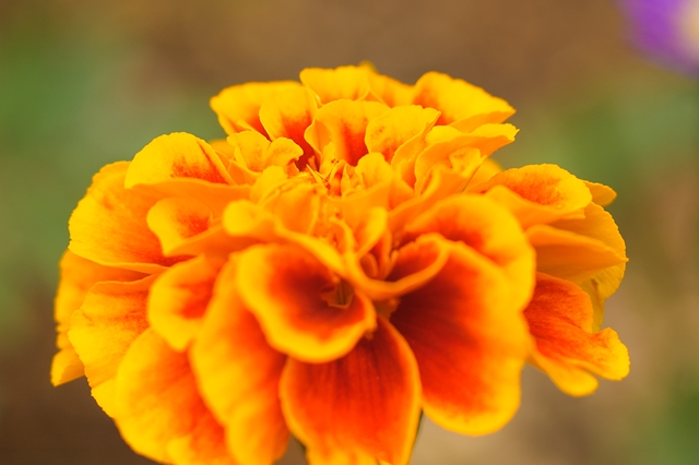 flower_0181_l