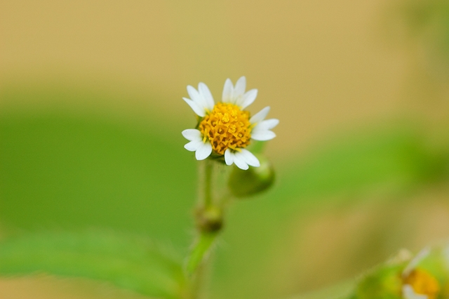 flower_0185_l