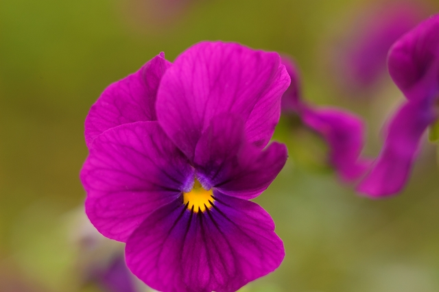 flower_0204_l