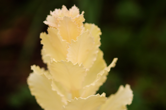 flower_0209_l