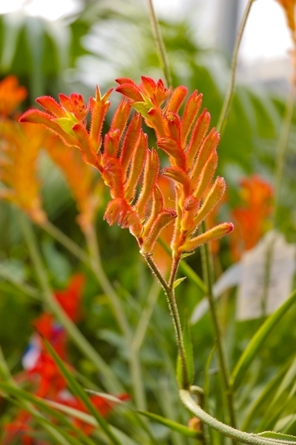 flower_0214_l