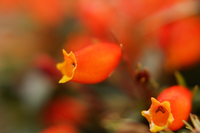 flower_0223_l