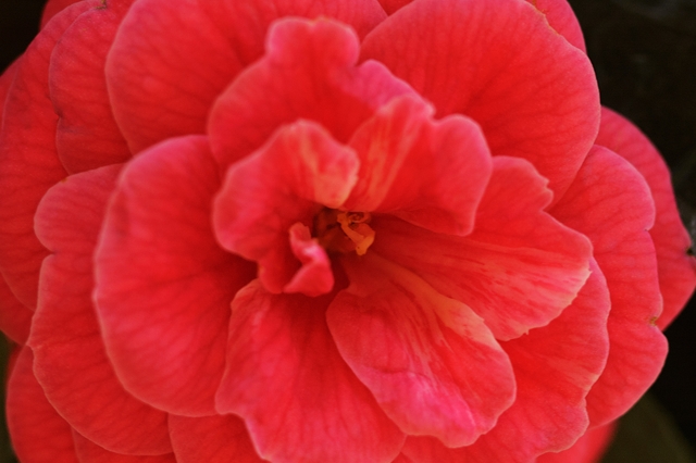 flower_0226_l