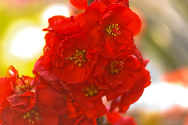 flower_0228_l