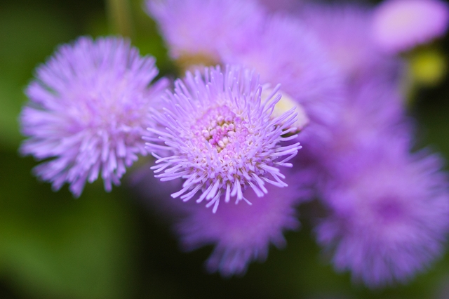 flower_0251_l