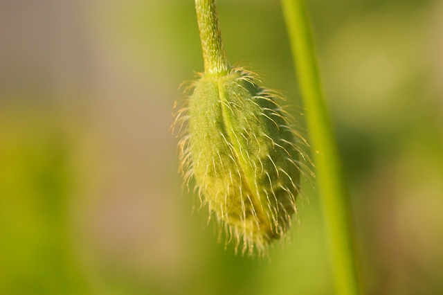flower_0283_l